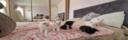Mixed Breed cats for sale: Fluffy gorgeous soft fur kittens looking for 🏡  in Ipswich - Advert 8