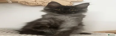 Maine Coon 2