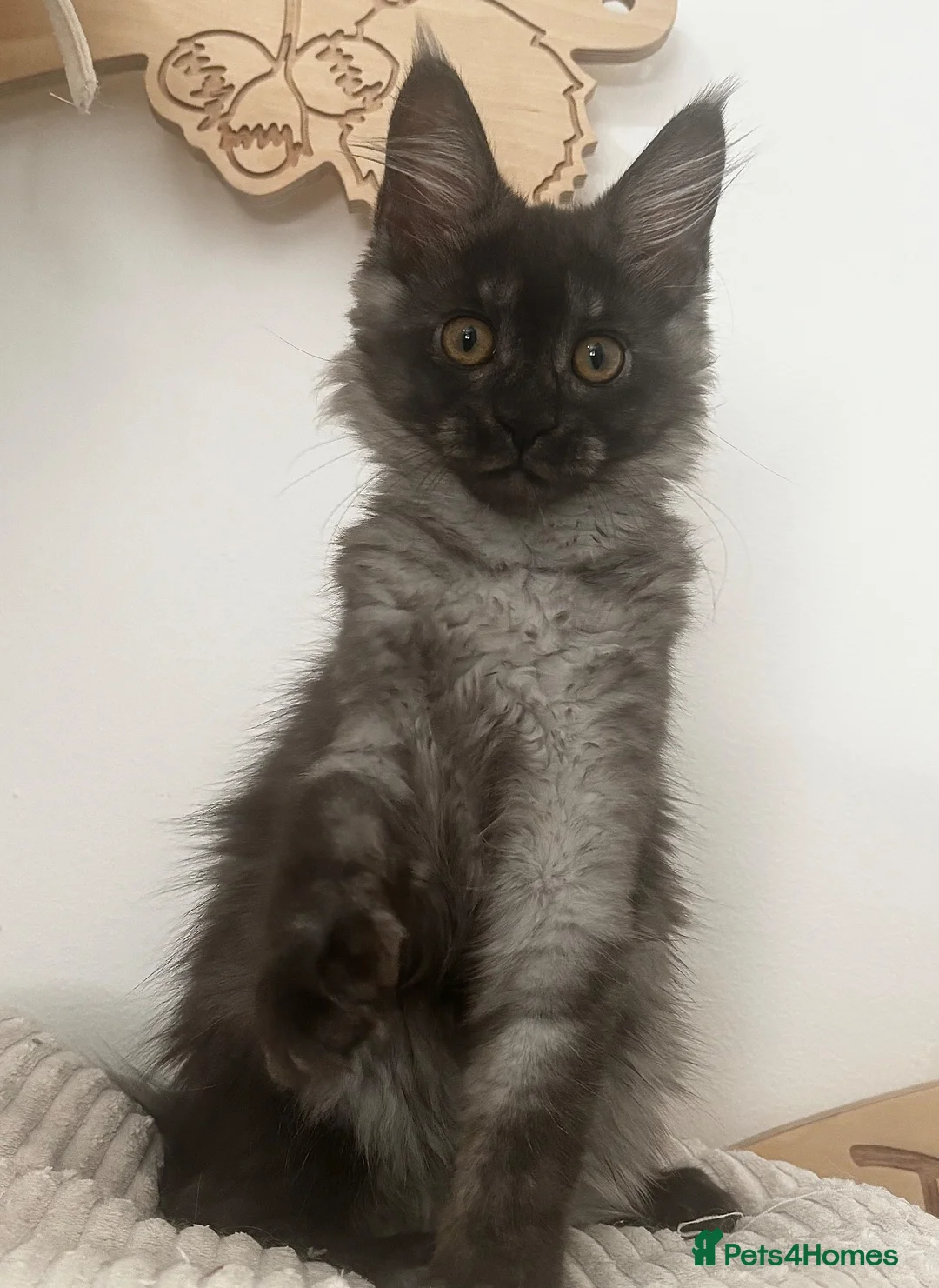 Maine Coon cats for sale: Adorable Gccf registered Mainecoons  - Advert 2