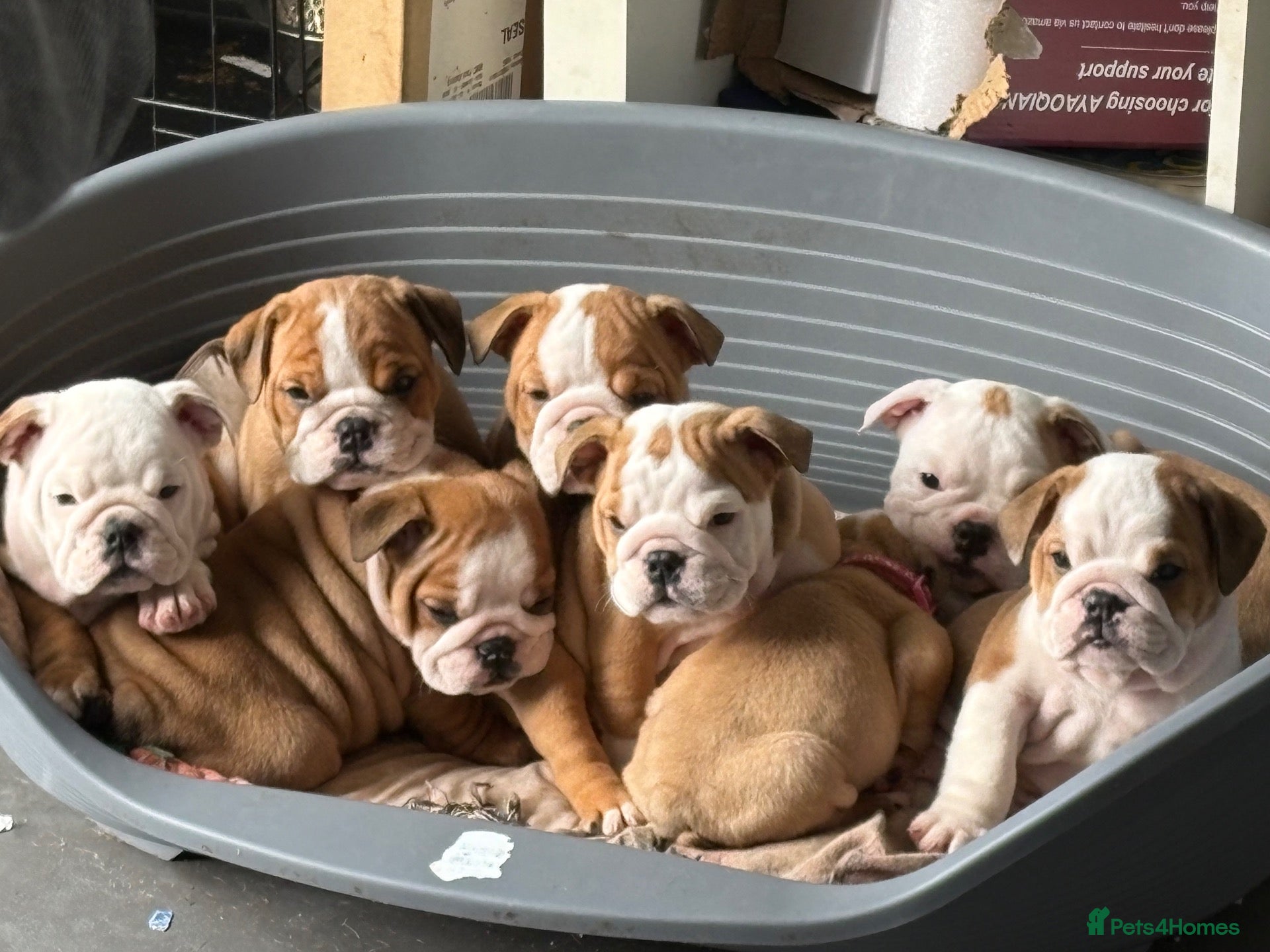 English Bulldog dogs Health tested Kc traditional red & white bulldogs - Advert 1