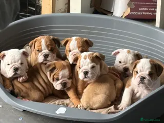 English Bulldog dogs Health tested Kc traditional red & white bulldogs - Advert 2