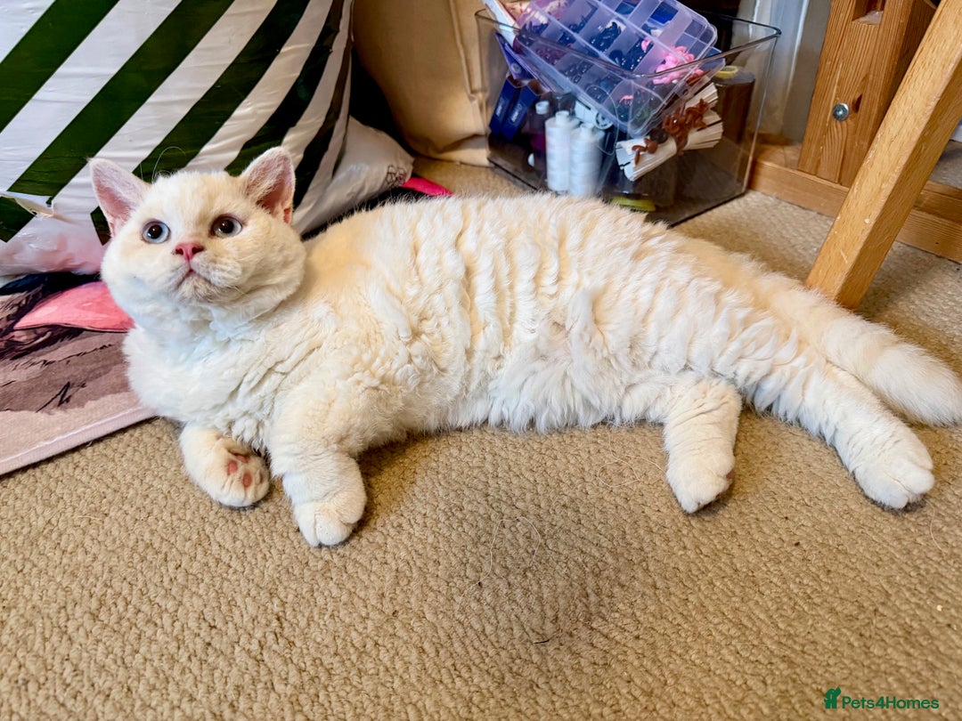 Selkirk Rex cats for sale: One Gorgeous Selkirk Rex Boy Ready to go - Advert 6