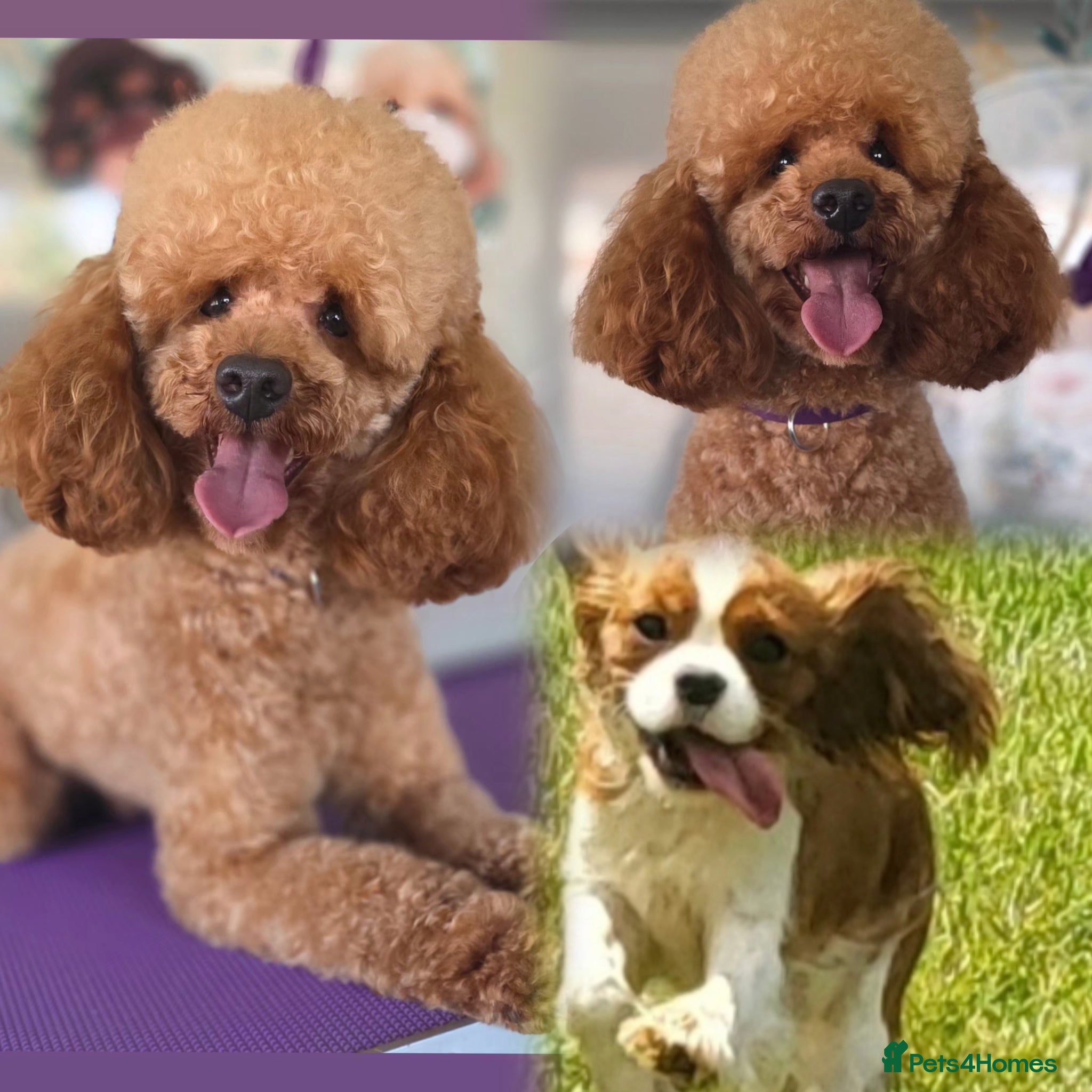 Cavapoo dogs F1 Toy Cavapoo Litter Planned  - Advert 16