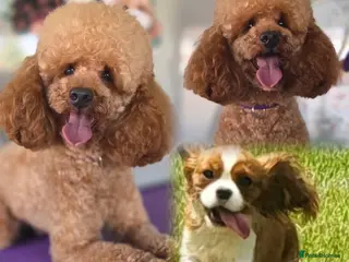 Cavapoo dogs F1 Toy Cavapoo Litter Planned - Advert 16