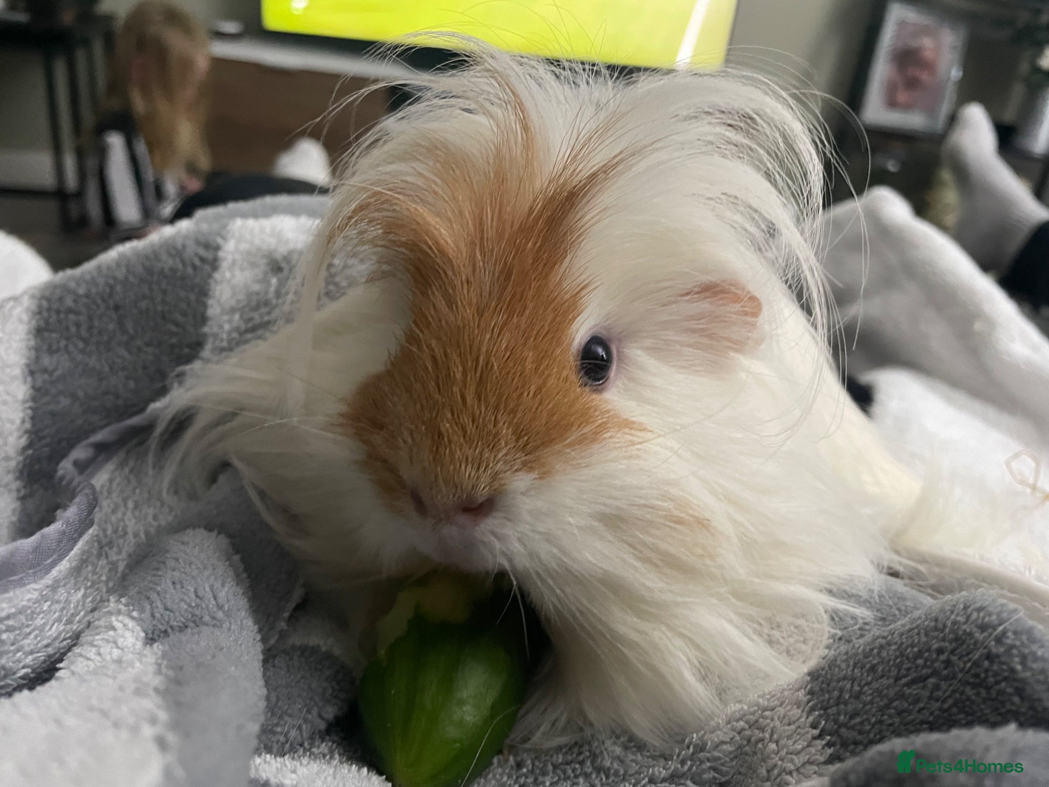 Guinea Pig rodents Male long haired guineapig - Advert 5