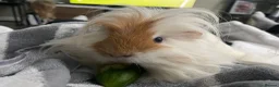 Guinea Pig rodents for sale: Male long haired guineapig in Carlisle - Advert 1