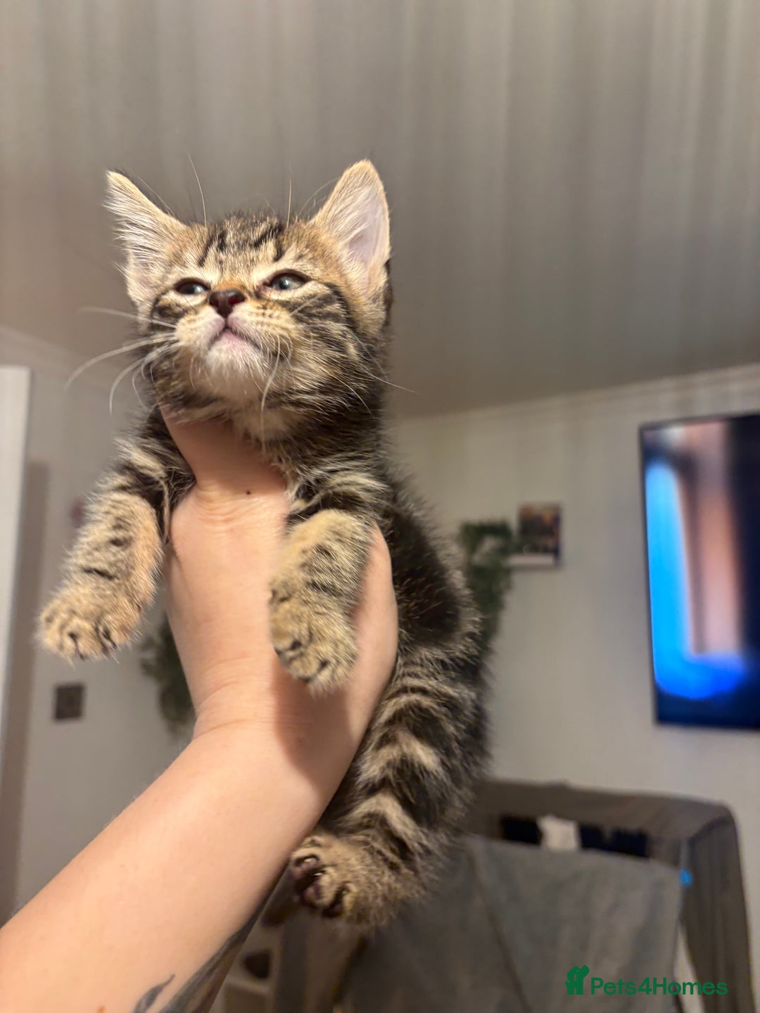 British Shorthair cats for sale: Tabby kitten - Advert 4