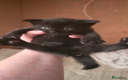 Mixed Breed cats for sale: 4 beautiful kittens ready for 3rd of October - Image 5
