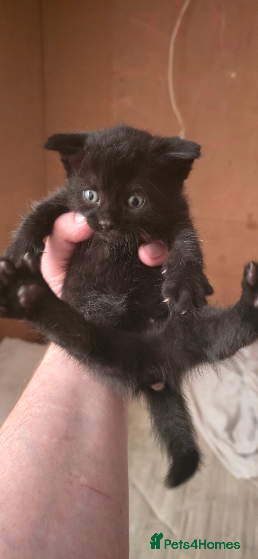 Mixed Breed cats for sale: 4 beautiful kittens ready for 3rd of October - Image 5