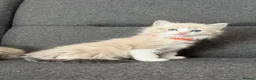 Ragdoll cats for sale: Beautiful Ragdoll kittens TICA registered  in Coventry - Advert 14