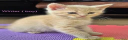 Mixed Breed cats for sale: GORGEOUS KITTENS LOOKING FOR THEIR FOREVER HOMES in Canterbury - Advert 5