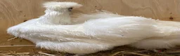Chickens poultry for sale: Silkie  - Advert 14