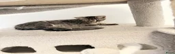 Mixed Breed cats for sale: 🐾 Six Adorable Kittens Looking for Loving Homes  - Advert 8