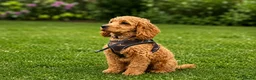 Cockapoo dogs for sale: 5* rated licensed vet approved F2b Toy Mini pups - Advert 11