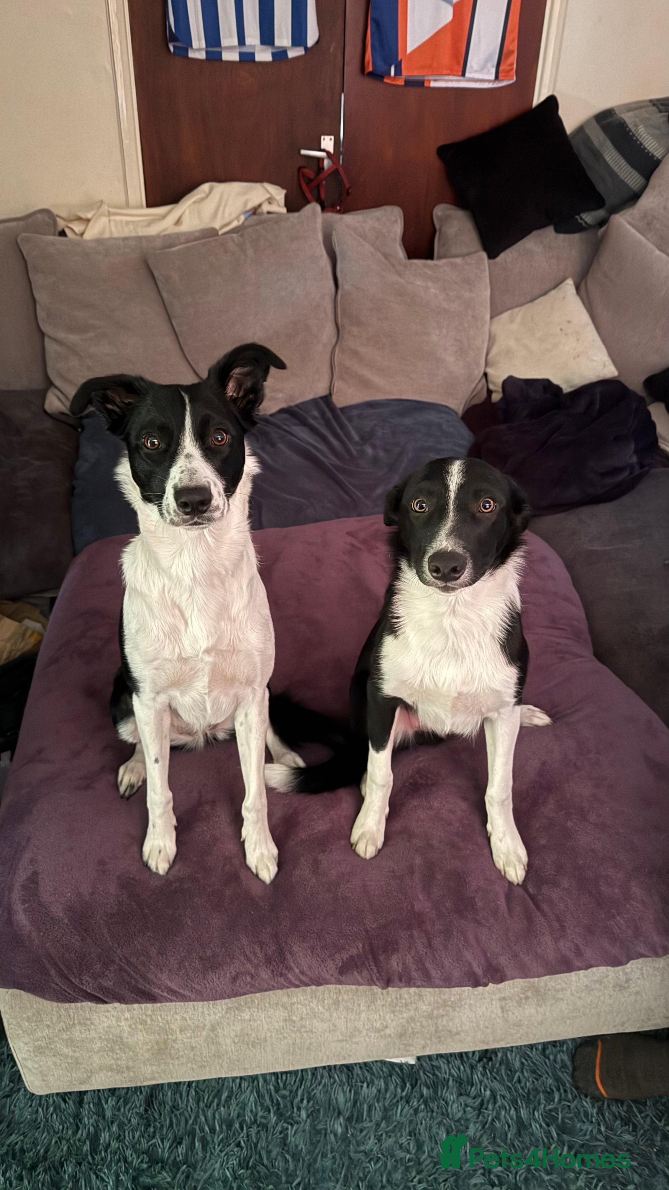 Border Collie dogs 2 border collie boys - Advert 7