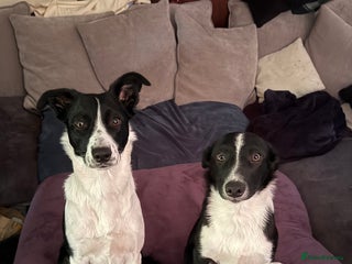 Border Collie dogs 2 border collie boys - Advert 1