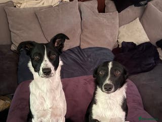 Border Collie dogs 2 border collie boys - Advert 5