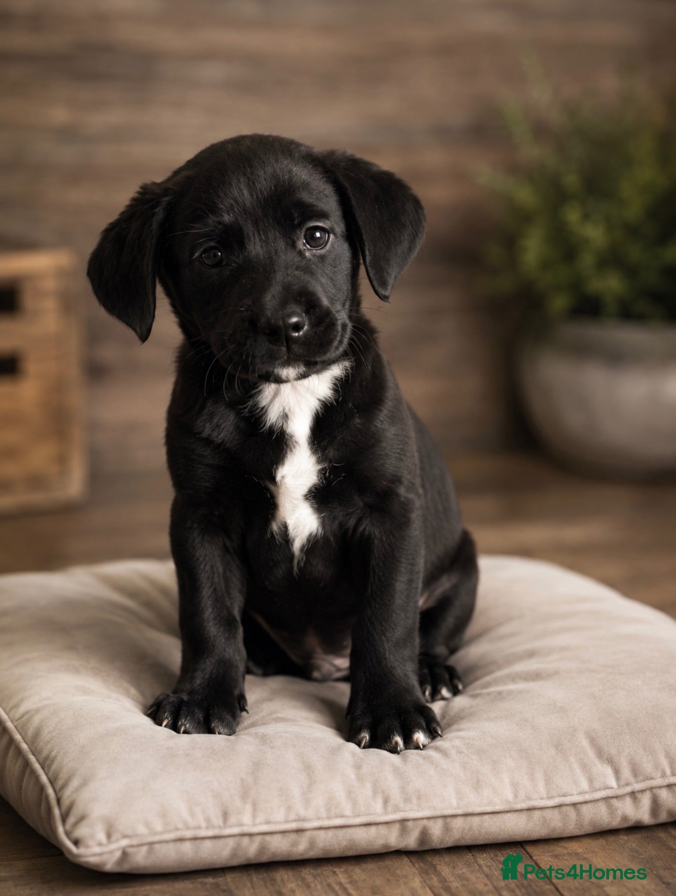 Labrador Retriever dogs READY NOW Labrador x Boxerdores - Advert 1