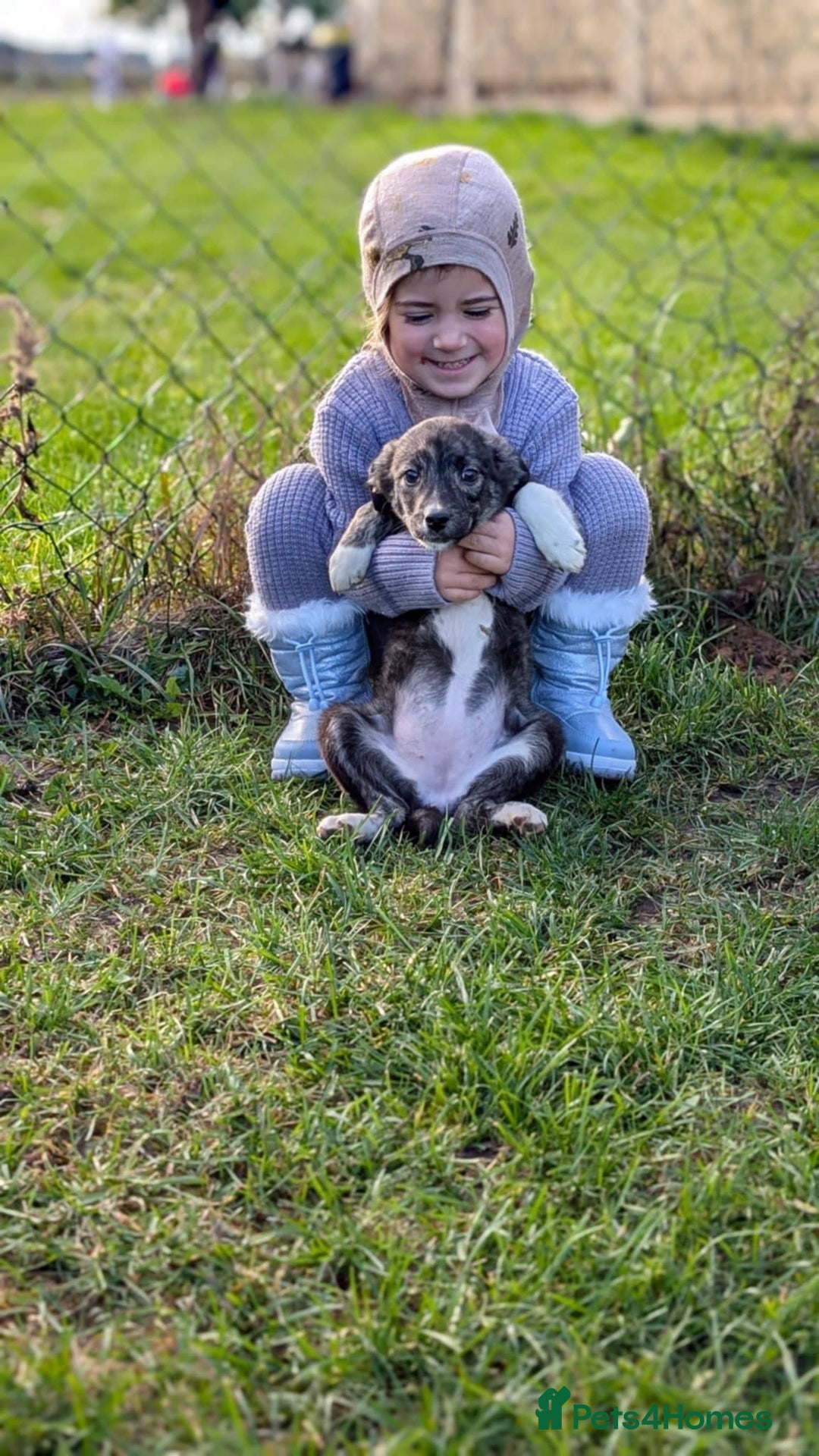 Mixed Breed dogs for adoption: Little Lolly is looking for her family!  - Advert 4