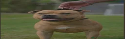 Staffordshire Bull Terrier dogs for sale: Red Staffordshire bull terrier puppies for sale - Advert 12