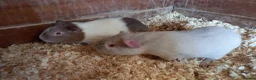 Guinea Pig rodents for sale: Baby Guinea Pigs for Sale - Advert 3