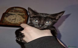 Mixed Breed cats for sale: Half pedigree kittens - Image 5