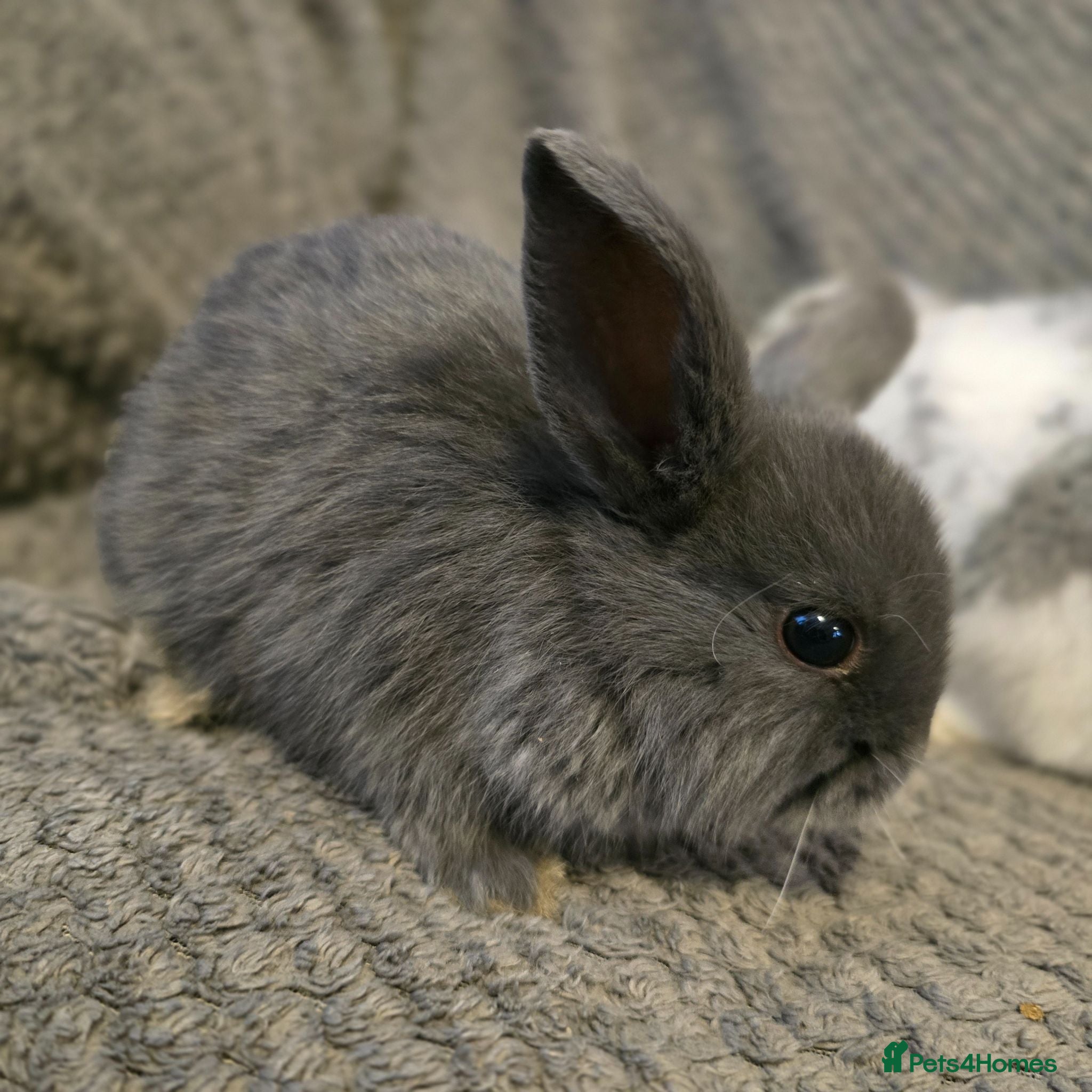 Mini Lop rabbits Mini Loop bunnies 8 weeks old 3 bunnies left - Advert 1