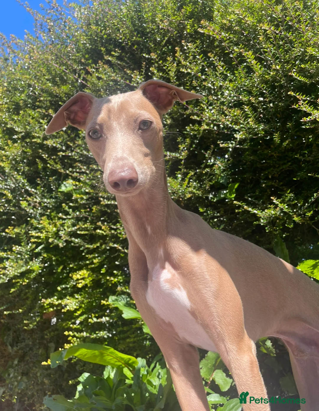 Italian Greyhound dogs for stud: Hojlund Magic Rus aka ‘Tony’ available for stud.  in Bodmin - Advert 6