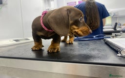 Miniature Dachshund dogs for sale: READY NOW PRA CLEAR DACHSHUND PUPPIES - Image 24
