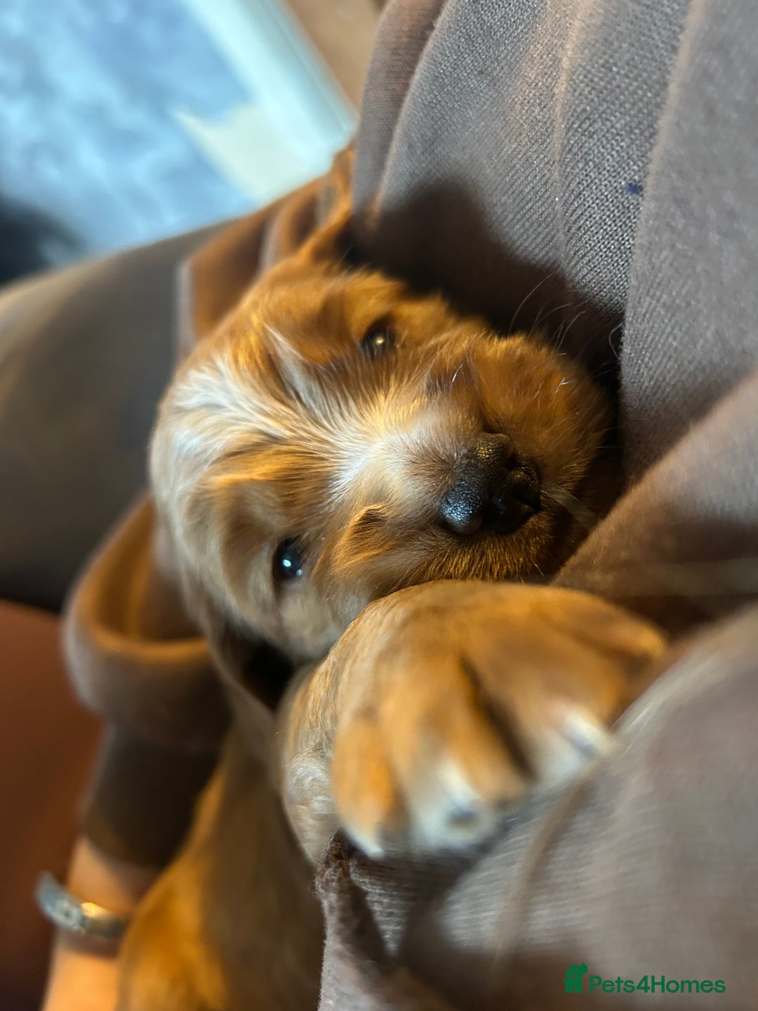 Cocker Spaniel dogs for sale: Boy cocker spaniel pup for sale  - Advert 2