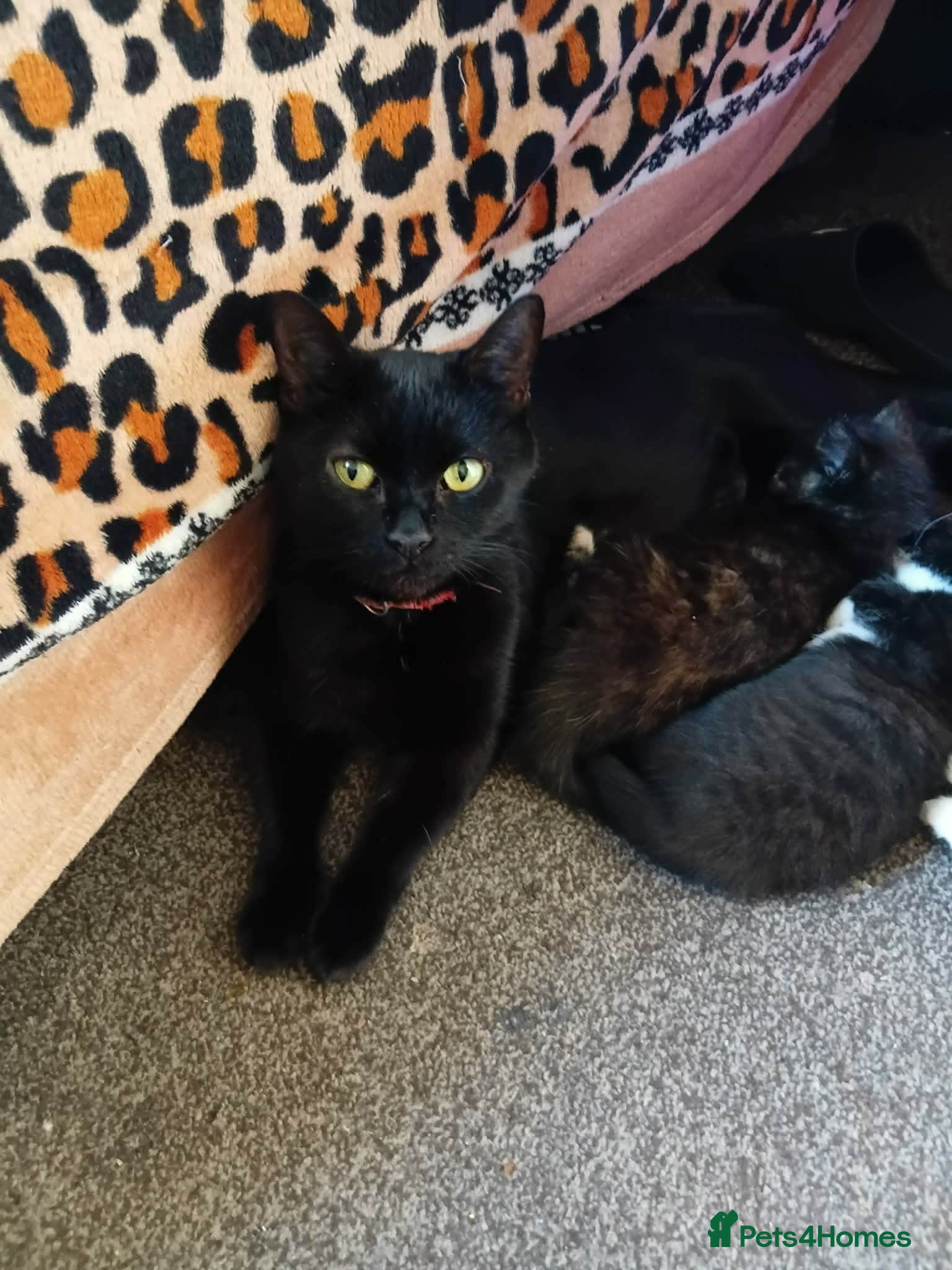 Mixed Breed cats 4 Beautiful Mixed Colour Kittens for Sale - Advert 1