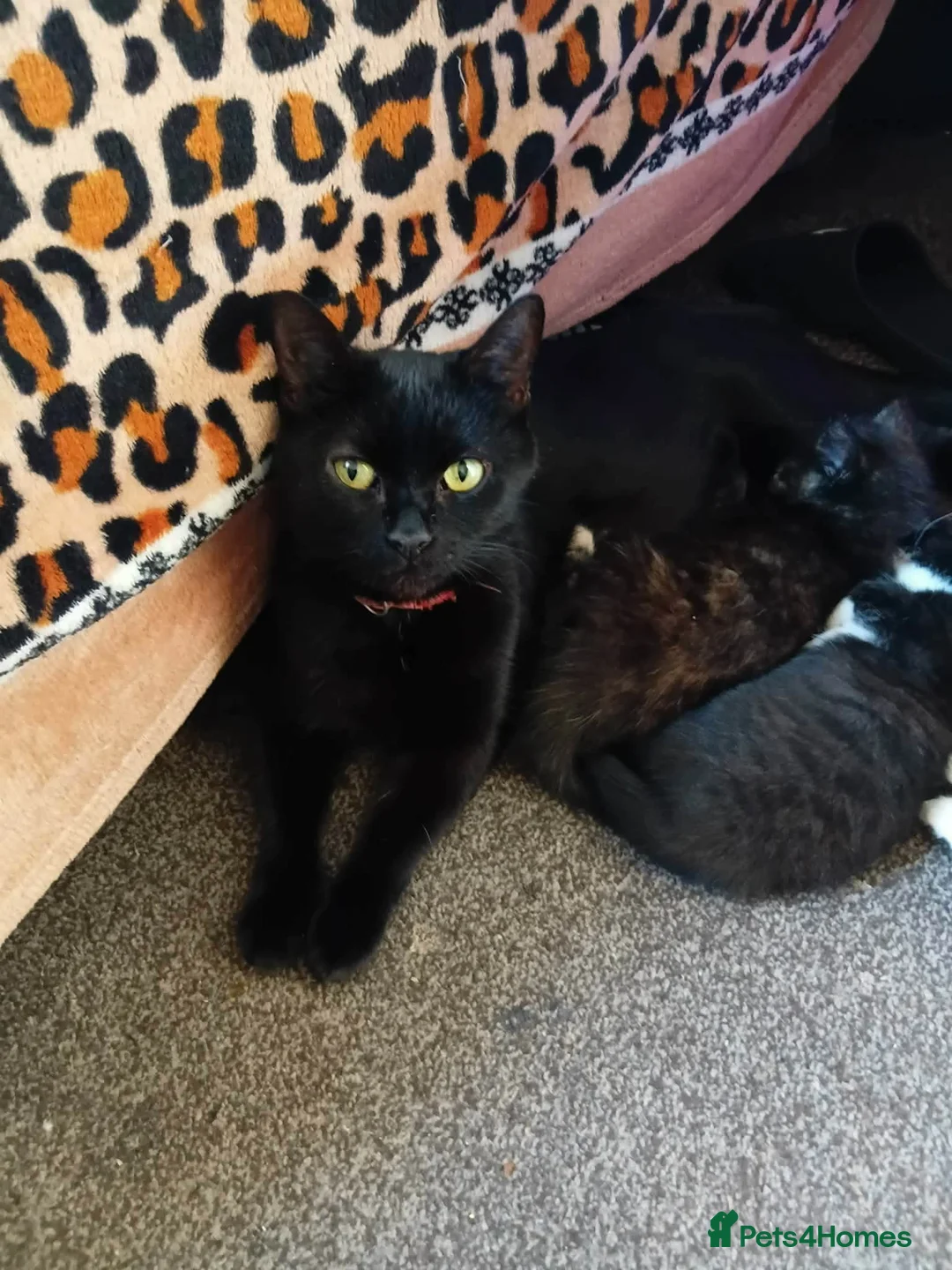 Mixed Breed cats for sale: 4 Beautiful Mixed Colour Kittens for Sale - Advert 1