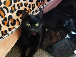 Mixed Breed cats 4 Beautiful Mixed Colour Kittens for Sale - Advert 1