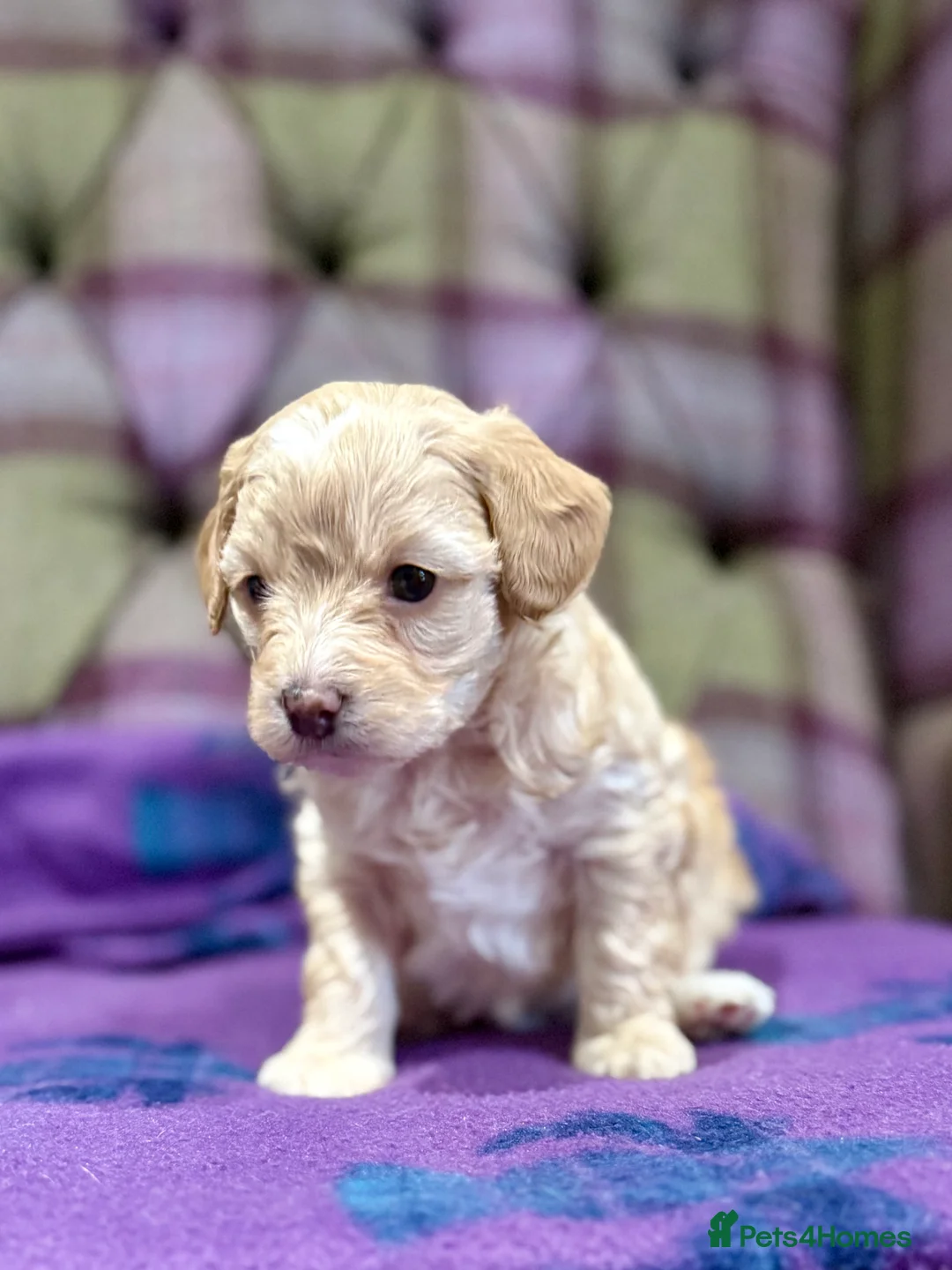 Cavapoo dogs for sale: Beautiful F1B Cavapoo puppies  - Advert 6