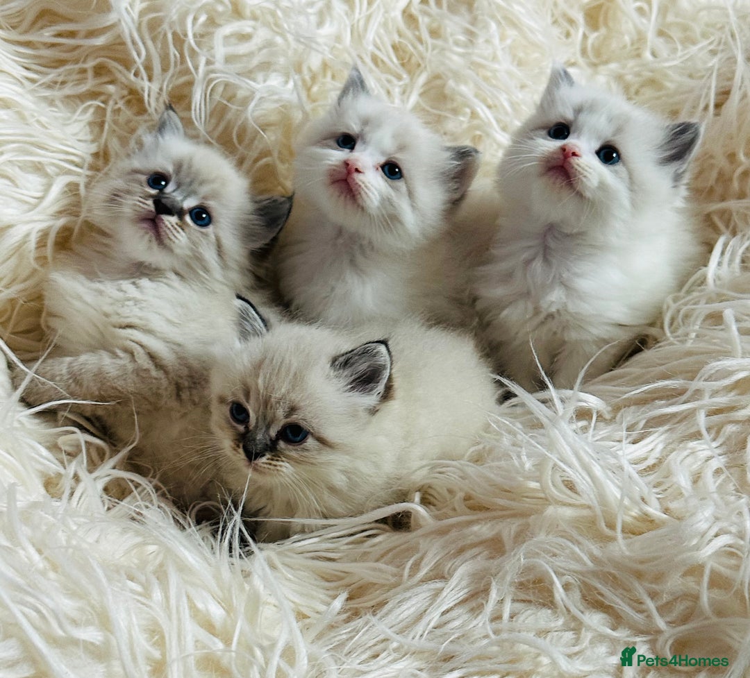 Ragdoll cats for sale: Ragdoll kittens for sale - Advert 5