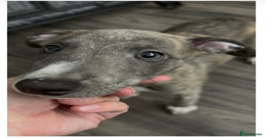 Whippet dogs - Advert 1