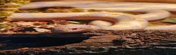 King Snake reptiles for sale: Albino florida king with set up in Saint Ives - Advert 3