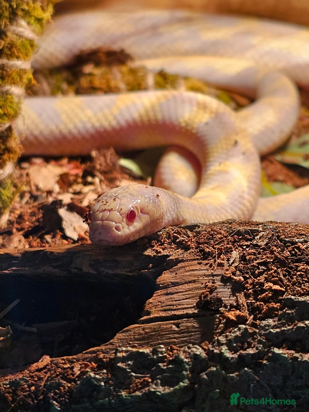 King Snake reptiles for sale: Albino florida king with set up in Saint Ives - Advert 3