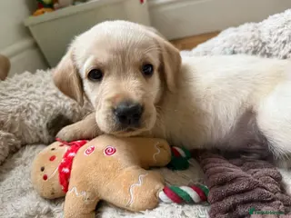 Goldador dogs 8 beautiful golden retriever x foxred lab puppies - Advert 18
