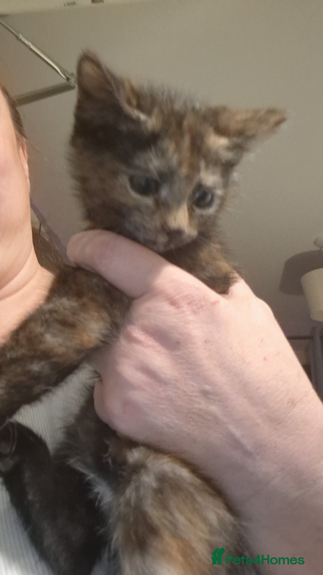 Mixed Breed cats for sale: Beautiful kittens  - Advert 2