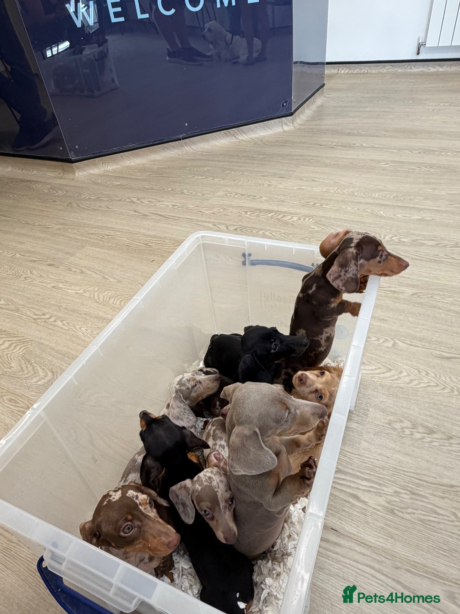 Miniature Dachshund dogs Miniature dachshund puppies  - Advert 2