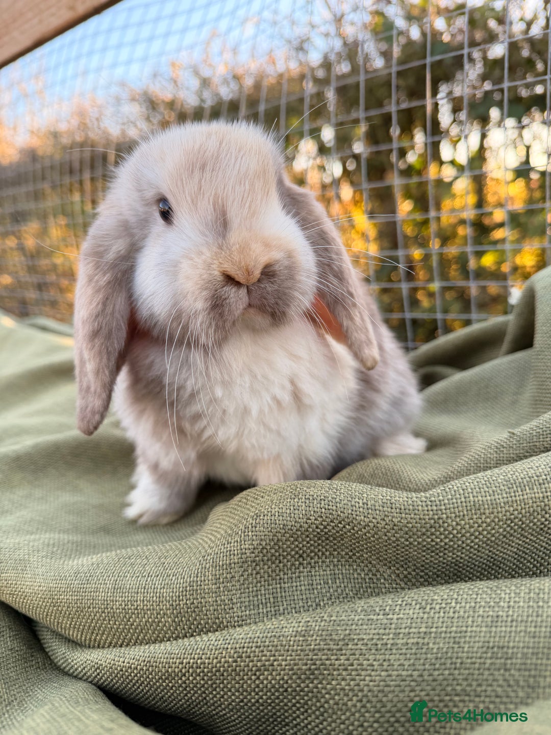 Mini Lop rabbits for sale: Mini Lop bunnies  - Advert 28