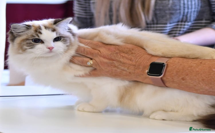 Ragdoll cats 🩷✨️WAITING LIST ExclusiveKittens💖 TICA🏆cattery - Advert 16