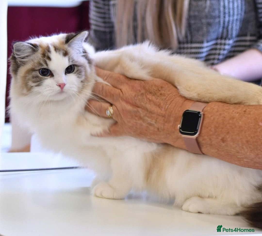 Ragdoll cats for sale: 🩷✨️WAITING LIST ExclusiveKittens💖 TICA🏆cattery - Advert 1