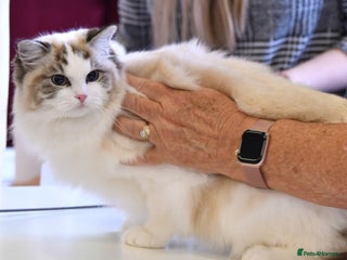 Ragdoll cats 🩷✨️WAITING LIST ExclusiveKittens💖 TICA🏆cattery - Advert 13