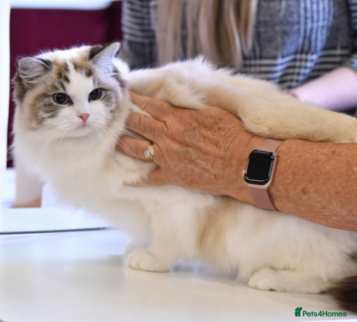 Ragdoll cats 🩷✨️WAITING LIST ExclusiveKittens💖 TICA🏆cattery - Advert 16