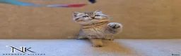 British Shorthair cats for sale: GCCF British Shorthair Babies Ready Soon 🐱 - Advert 22