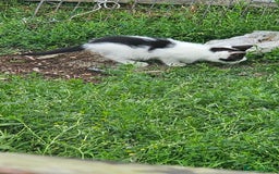 Domestic Shorthair cats for sale: 2 Black and White male kittens  - Image 7
