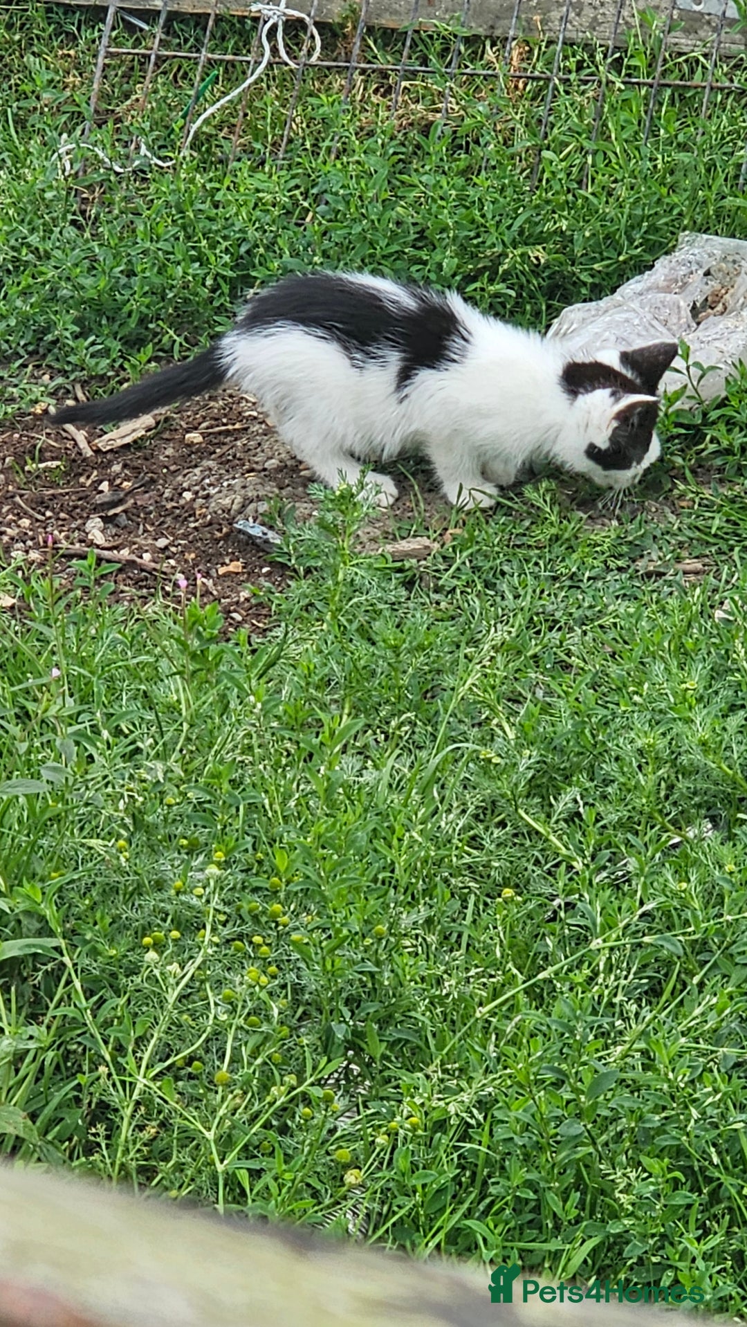 Domestic Shorthair cats for sale: 2 Black and White male kittens  - Image 7