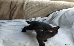 Exotic cats for sale: GCCF Registered Exotic Kittens  - Image 3